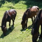 Randonnée des 3 pays