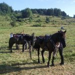 Les Pyrénées cathares à cheval