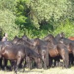 La Transhumance, la montée