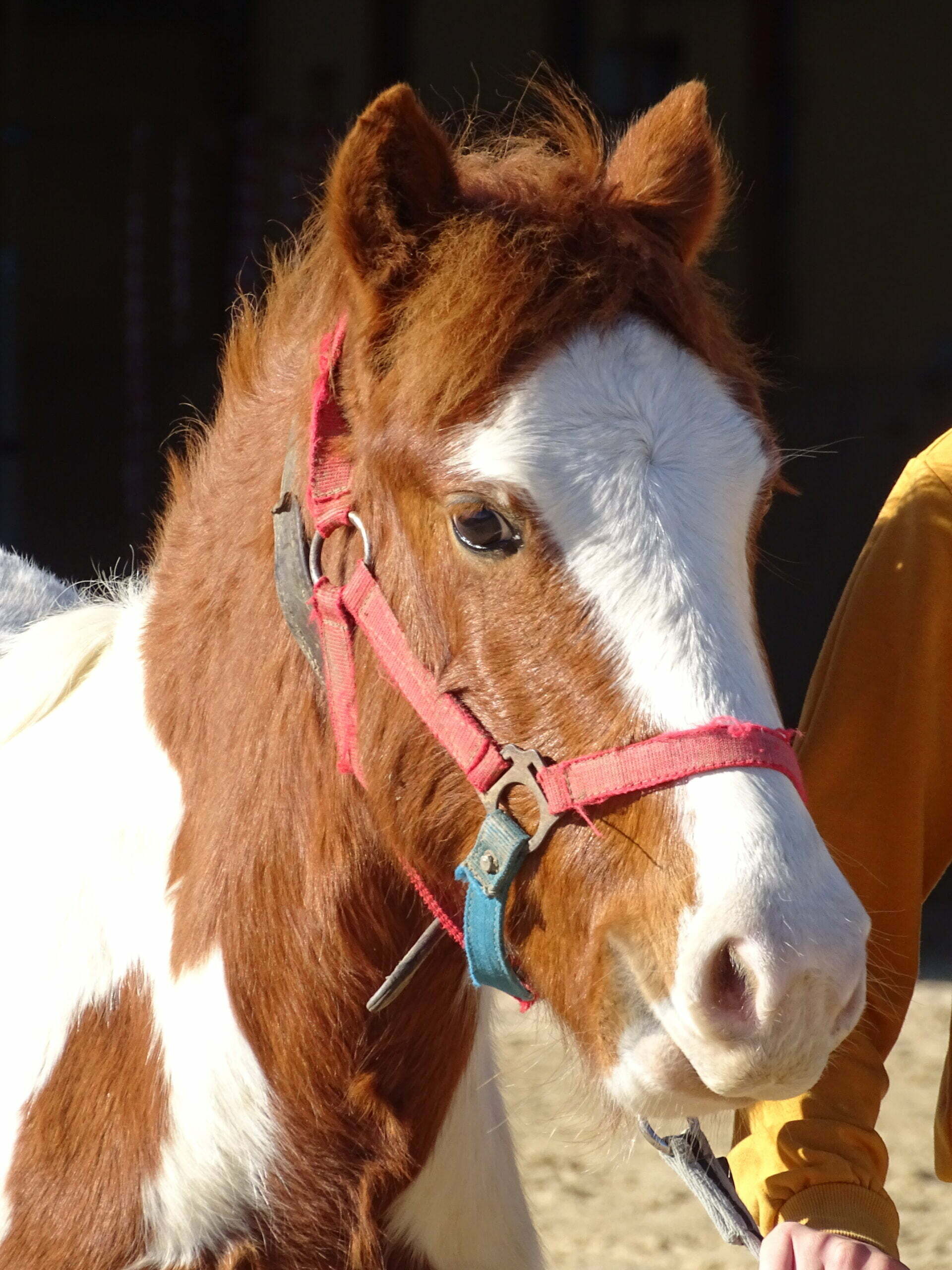 Jerry de la rhune – Image 2