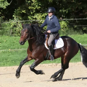 École d'équitation
