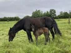 Poulain Castillonnais