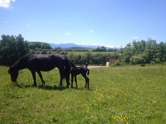 Cheveaux au centre du Soularac